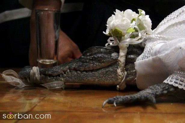 ازدواج شهردار مکزیک با تمساح/ ازدواج عجیب آقای شهردار با تمساح! + عکس و فیلم  ازدواج شهردار یکی از شهرهای مکزیک با تمساح