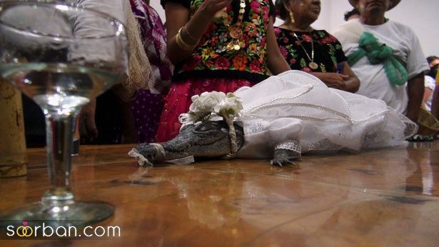 ازدواج شهردار مکزیک با تمساح/ ازدواج عجیب آقای شهردار با تمساح! + عکس و فیلم  ازدواج شهردار یکی از شهرهای مکزیک با تمساح