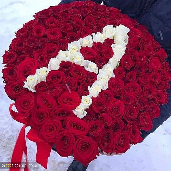 عکس گل رز 2022 | عکس گل رز قرمز برای پروفایل