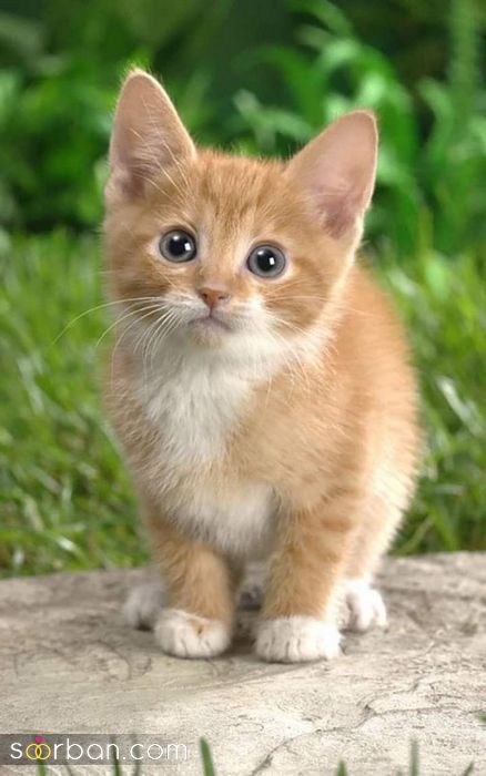 60 عکس گربه ملوس برای پروفایل بانمک و بسیار کیوت (پسرانه - دخترانه)