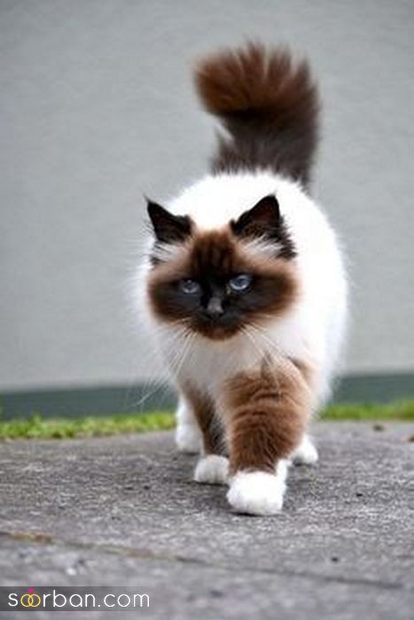 60 عکس گربه ملوس برای پروفایل بانمک و بسیار کیوت (پسرانه - دخترانه)