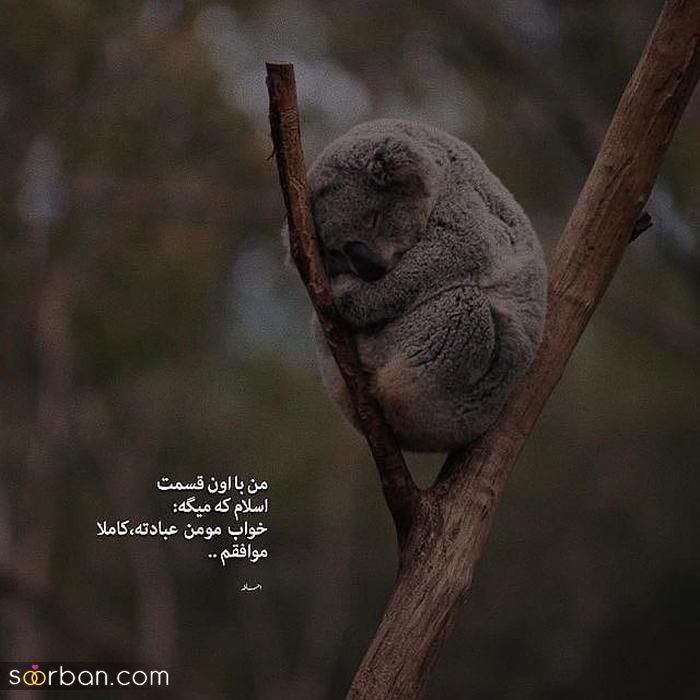 عکس وضعیت واتساپ شاد طنز آمیز و بانمک ویژه فضای مجازی