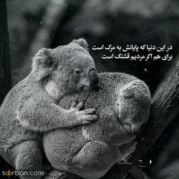 عکس وضعیت واتساپ شاد طنز آمیز و بانمک ویژه فضای مجازی