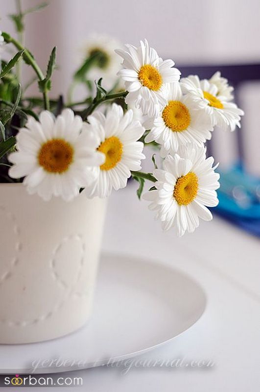 عکس گل 1403 | عکس گل بسیار زیبا برای پروفایل شاد | عکس گل برای پروفایل شاد دخترونه جدید