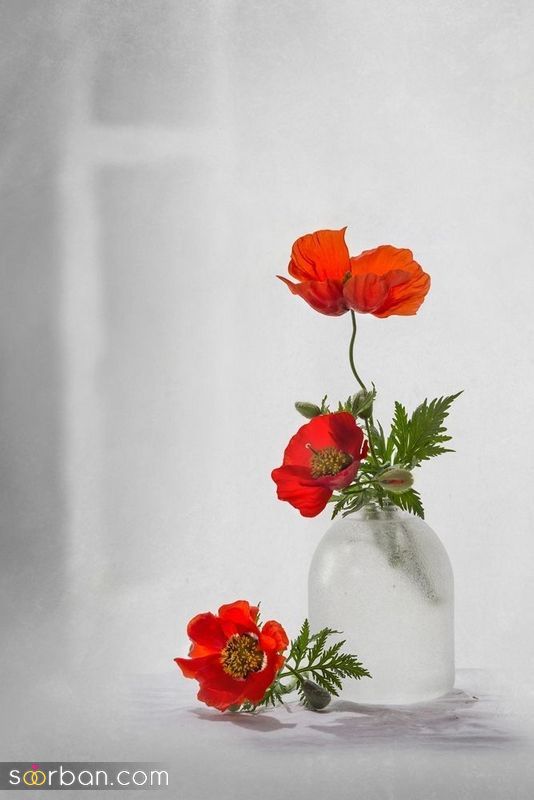عکس گل 1403 | عکس گل بسیار زیبا برای پروفایل شاد | عکس گل برای پروفایل شاد دخترونه جدید