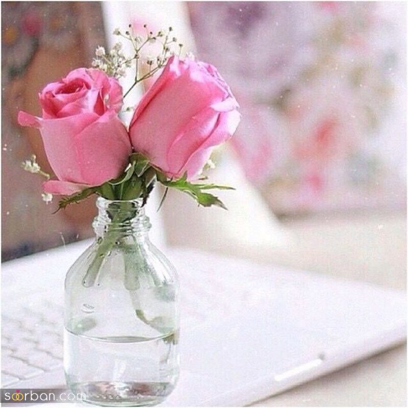 عکس گل 1403 | عکس گل بسیار زیبا برای پروفایل شاد | عکس گل برای پروفایل شاد دخترونه جدید
