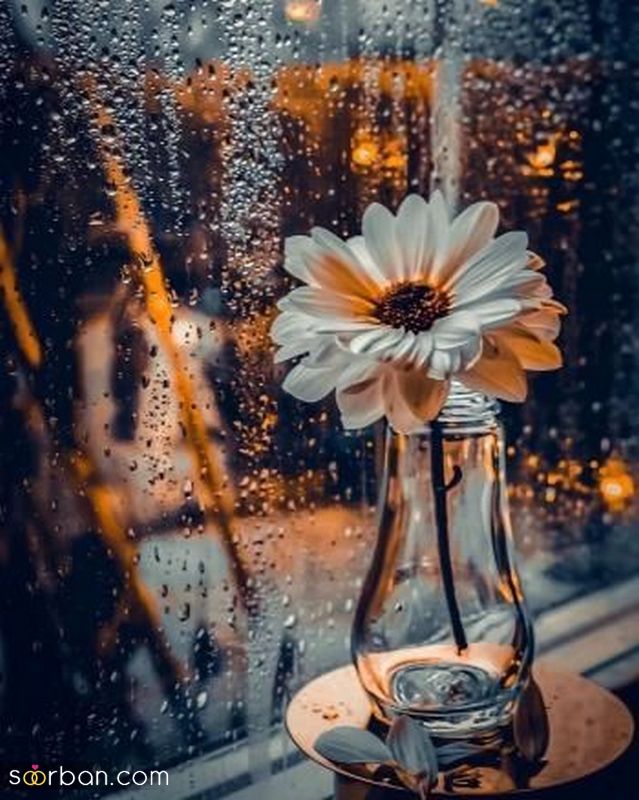 عکس گل 1403 | عکس گل بسیار زیبا برای پروفایل شاد | عکس گل برای پروفایل شاد دخترونه جدید