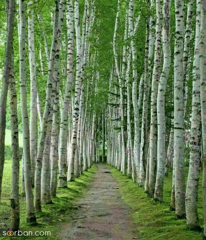 عکس طبیعت 1403 | زیباترین عکس ها از طبیعت برای پروفایل 2024