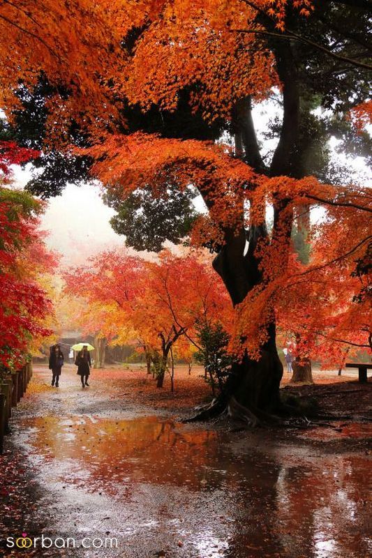 عکس پاییز بارانی 1401 با ترکیب رنگ های پاییزی برای فضای مجازی