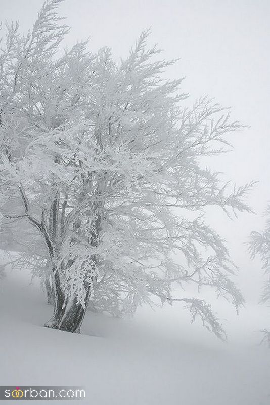 عکس روز برفی 1402 برای پروفایل و صفحه مجازی (بدون متن)