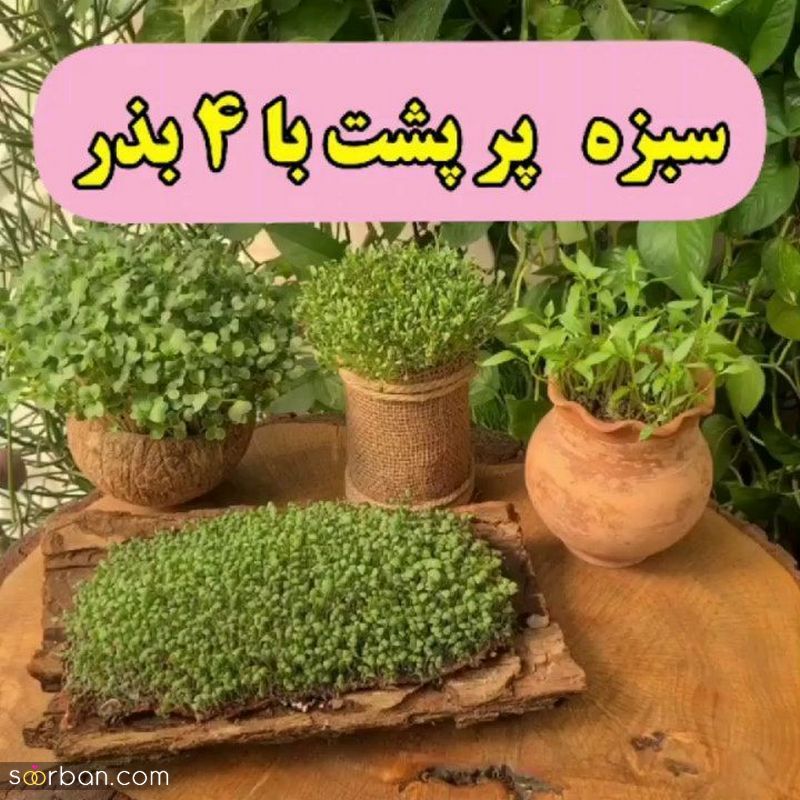 اگر به دنبال مدلهای جدید تزیین سبزه برای نوروز سال 1402