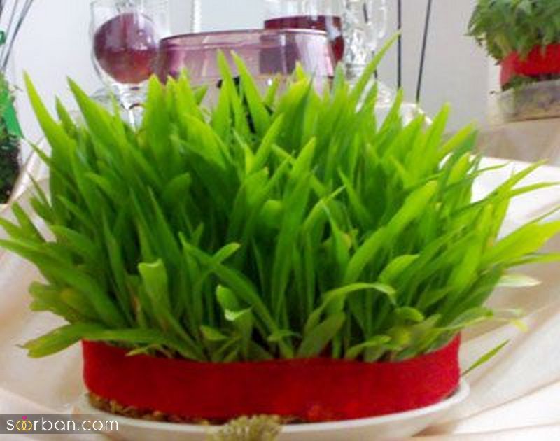 تصاویری برای تزیین سبزه عید 1402 با اشکال مختلف و حیوان سال 