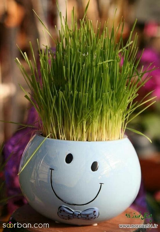 تصاویری برای تزیین سبزه عید 1402 با اشکال مختلف و حیوان سال 