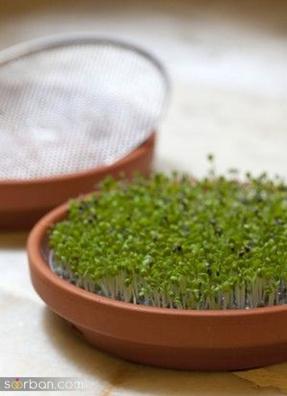 تصاویری برای تزیین سبزه عید 1402 با اشکال مختلف و حیوان سال 