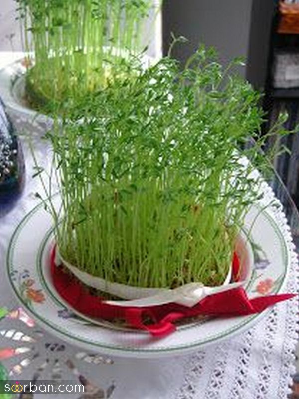 تصاویری برای تزیین سبزه عید 1402 با اشکال مختلف و حیوان سال 