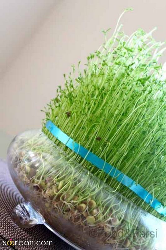 تصاویری برای تزیین سبزه عید 1402 با اشکال مختلف و حیوان سال 