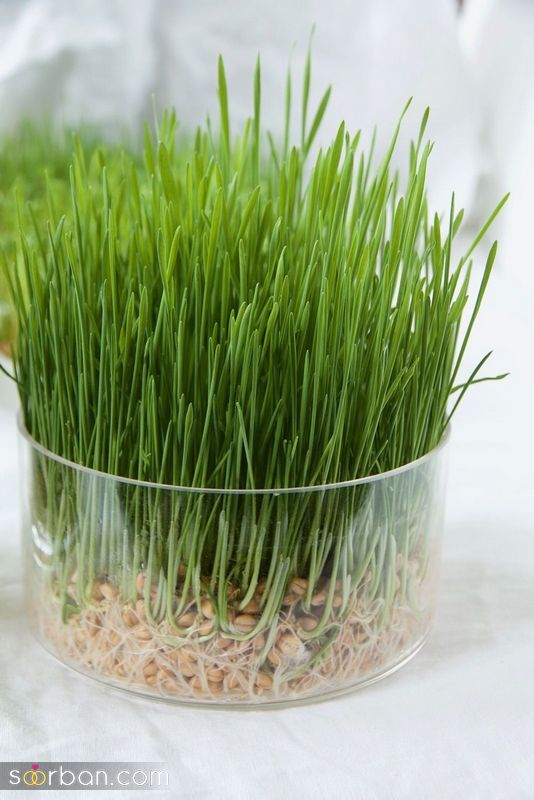 تصاویری برای تزیین سبزه عید 1402 با اشکال مختلف و حیوان سال 