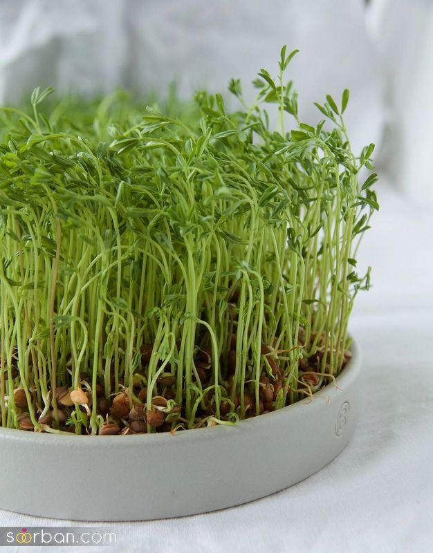 تصاویری برای تزیین سبزه عید 1402 با اشکال مختلف و حیوان سال 