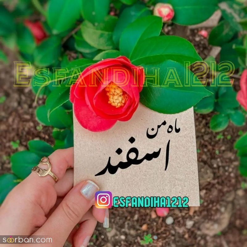 عکس پروفایل اسفند ماهی جدید 1402 با متنهای احساسی