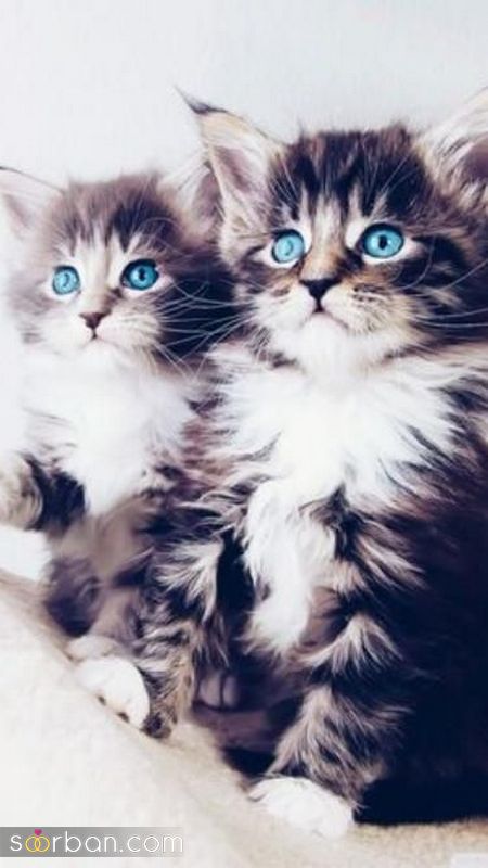 ۴۰ عکس گربه کیوت و ملوس ۱۴۰۳ برای پروفایل و عکس گربه باکیفیت برای بکگراند و استوری