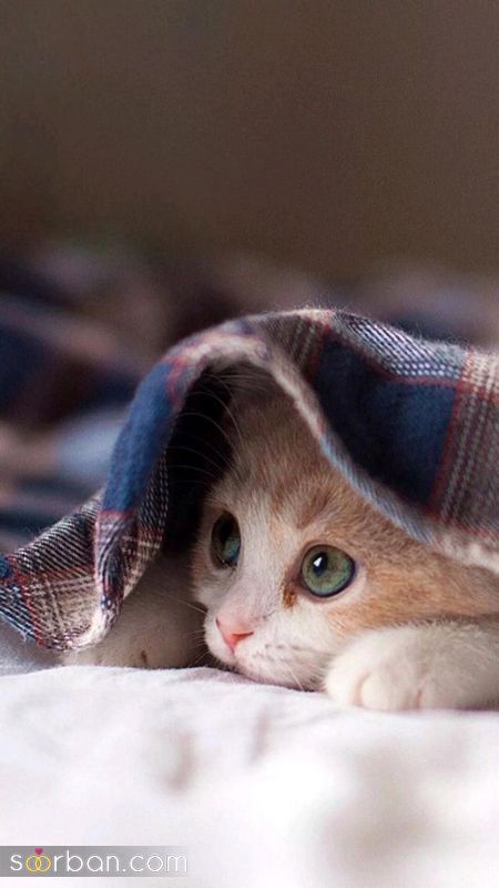 ۴۰ عکس گربه کیوت و ملوس ۱۴۰۳ برای پروفایل و عکس گربه باکیفیت برای بکگراند و استوری