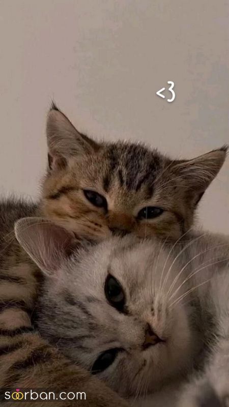 ۴۰ عکس گربه کیوت و ملوس ۱۴۰۳ برای پروفایل و عکس گربه باکیفیت برای بکگراند و استوری