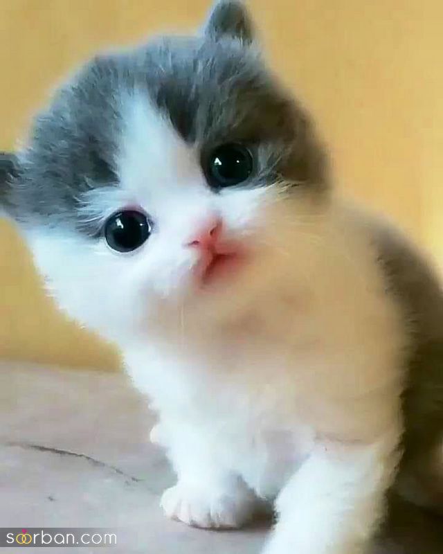 ۴۰ عکس گربه کیوت و ملوس ۱۴۰۳ برای پروفایل و عکس گربه باکیفیت برای بکگراند و استوری