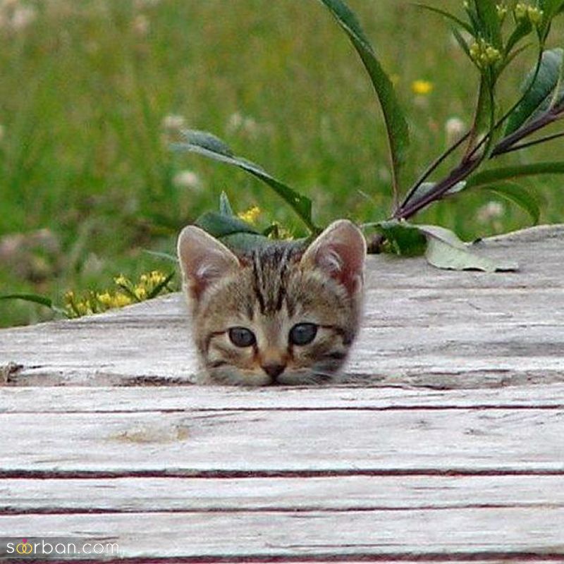 ۴۰ عکس گربه کیوت و ملوس ۱۴۰۳ برای پروفایل و عکس گربه باکیفیت برای بکگراند و استوری