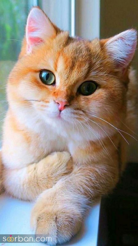 جدیدترین عکس گربه 1402 ملوس و زیبا برای پروفایل