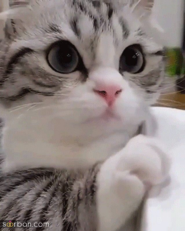۴۰ عکس گربه کیوت و ملوس ۱۴۰۳ برای پروفایل و عکس گربه باکیفیت برای بکگراند و استوری