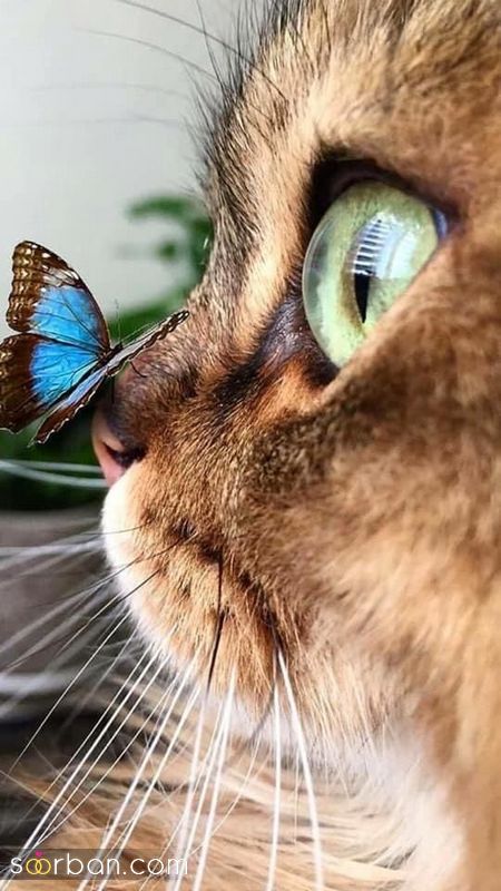 ۴۰ عکس گربه کیوت و ملوس ۱۴۰۳ برای پروفایل و عکس گربه باکیفیت برای بکگراند و استوری