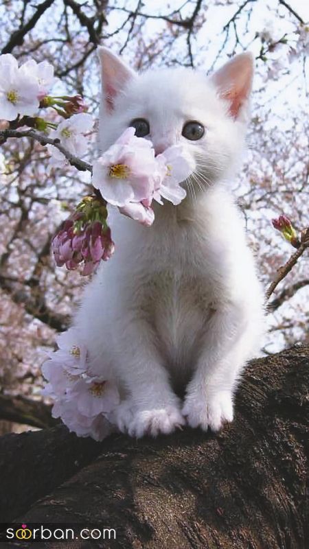 ۴۰ عکس گربه کیوت و ملوس ۱۴۰۳ برای پروفایل و عکس گربه باکیفیت برای بکگراند و استوری