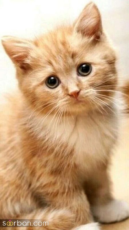 ۴۰ عکس گربه کیوت و ملوس ۱۴۰۳ برای پروفایل و عکس گربه باکیفیت برای بکگراند و استوری