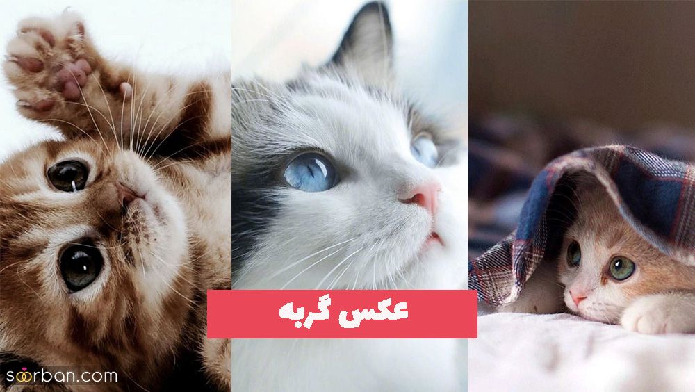 ۴۰ عکس گربه کیوت و ملوس ۱۴۰۳ برای پروفایل و عکس گربه باکیفیت برای بکگراند و استوری