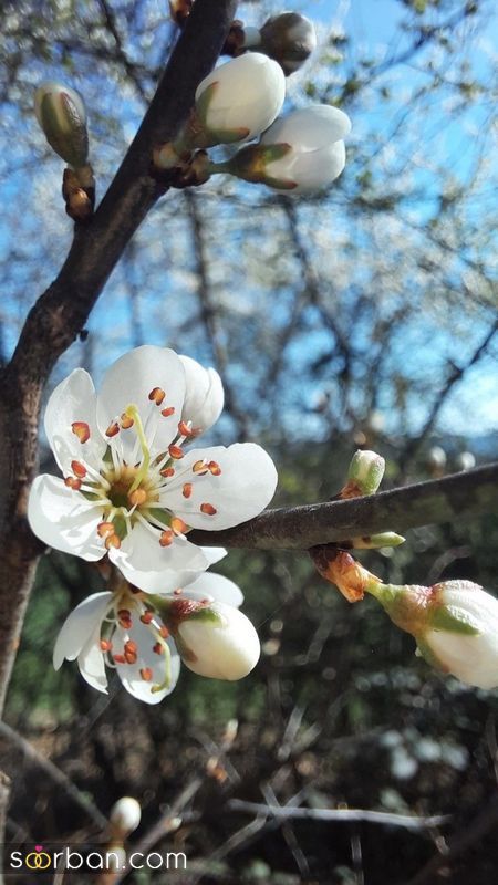 عکس پروفایل بهاری 1402 جدید و زیبا از منظره های دیدنی (شکوفه)