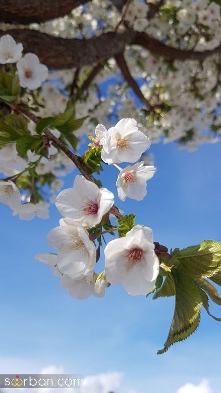 عکس پروفایل بهار 1402 همراه با شکوفه های رنگی رنگی دلنشین/ زیبا