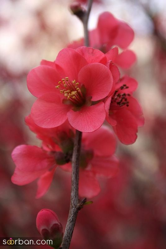 عکس پروفایل بهار 1402 همراه با شکوفه های رنگی رنگی دلنشین/ زیبا