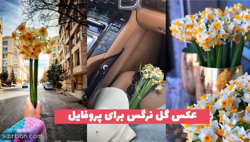 عکس گل نرگس برای پروفایل 1402 زیبا و فیک (بدون متن)