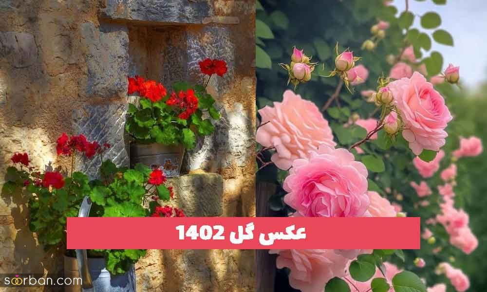 50 عکس گل 2023 برای پروفایل؛ بسیار زیبا [طبیعی]