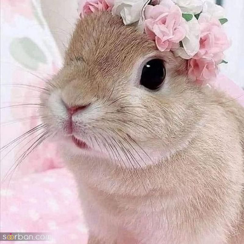 عکس خرگوش برای پروفایل 2023 بسیار کیوت و بانمک (خوشگل)