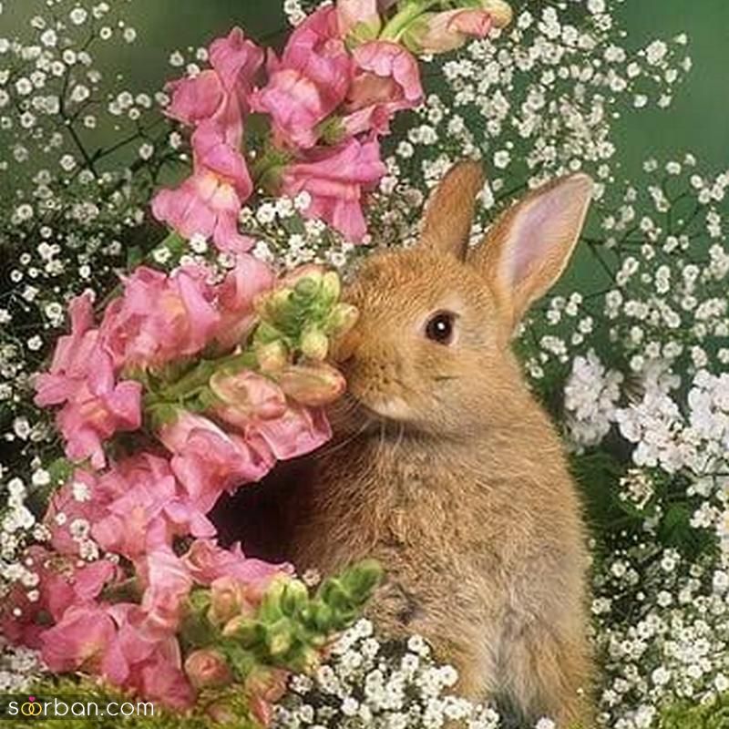 عکس خرگوش برای پروفایل 2023 بسیار کیوت و بانمک (خوشگل)