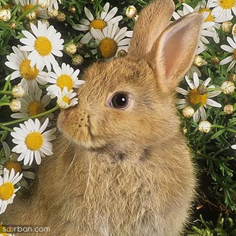 عکس خرگوش برای پروفایل 2023 بسیار کیوت و بانمک (خوشگل)