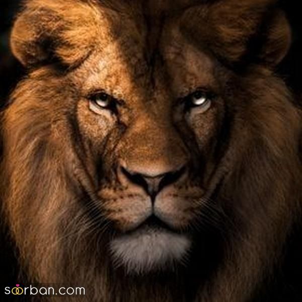 عکس شیر واقعی وحشی جنگل برایپروفایل زیبا و متفاوت