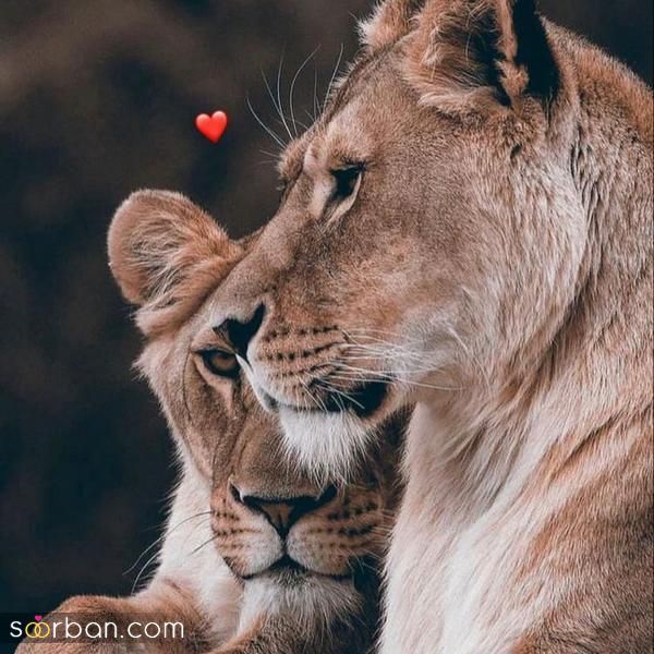 عکس شیر واقعی وحشی جنگل برایپروفایل زیبا و متفاوت