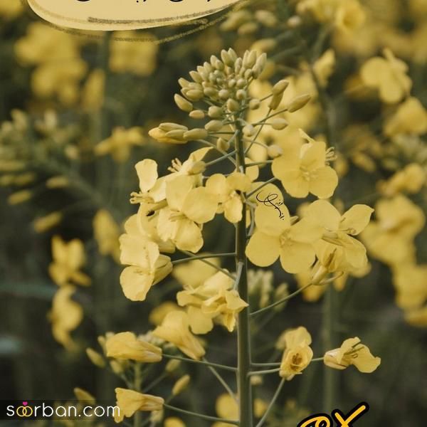 عکس صبح برای استوری و متن های انگیزشی جالب در فضای مجازی