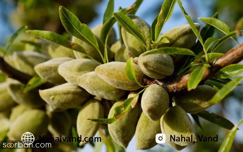 نهال بادام شناسنامه دار