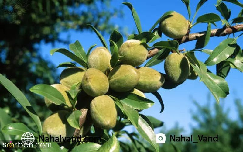 خرید نهال بادام با تضمین کیفیت