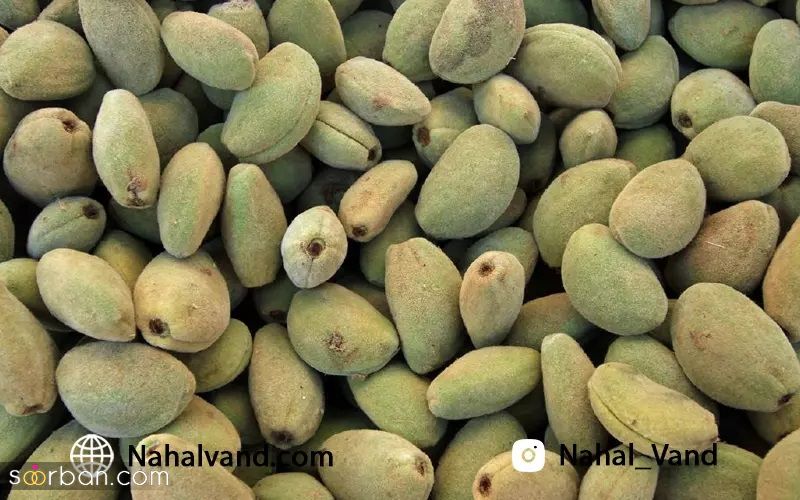 بهترین نژاد نهال بادام پیوندی