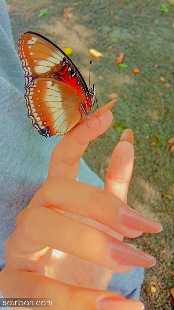 برای شمایی که به دنبال عکس پروانه برای پروفایل 2023; زیبا و بدون متن هستید!