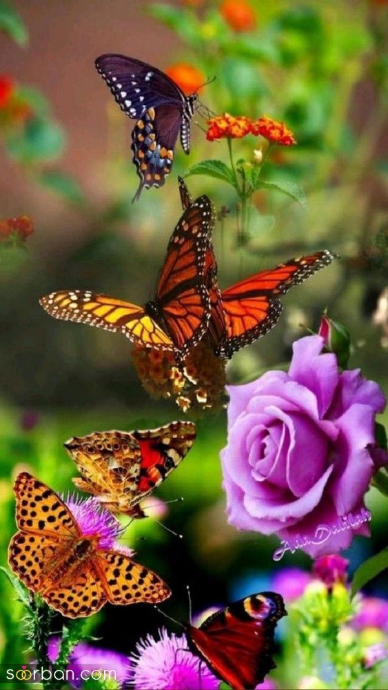 برای شمایی که به دنبال عکس پروانه برای پروفایل 2023; زیبا و بدون متن هستید!